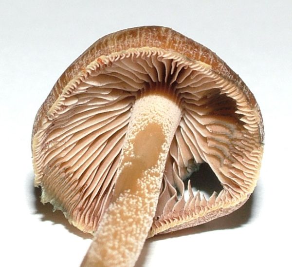 psilocybe mushrooms for sale